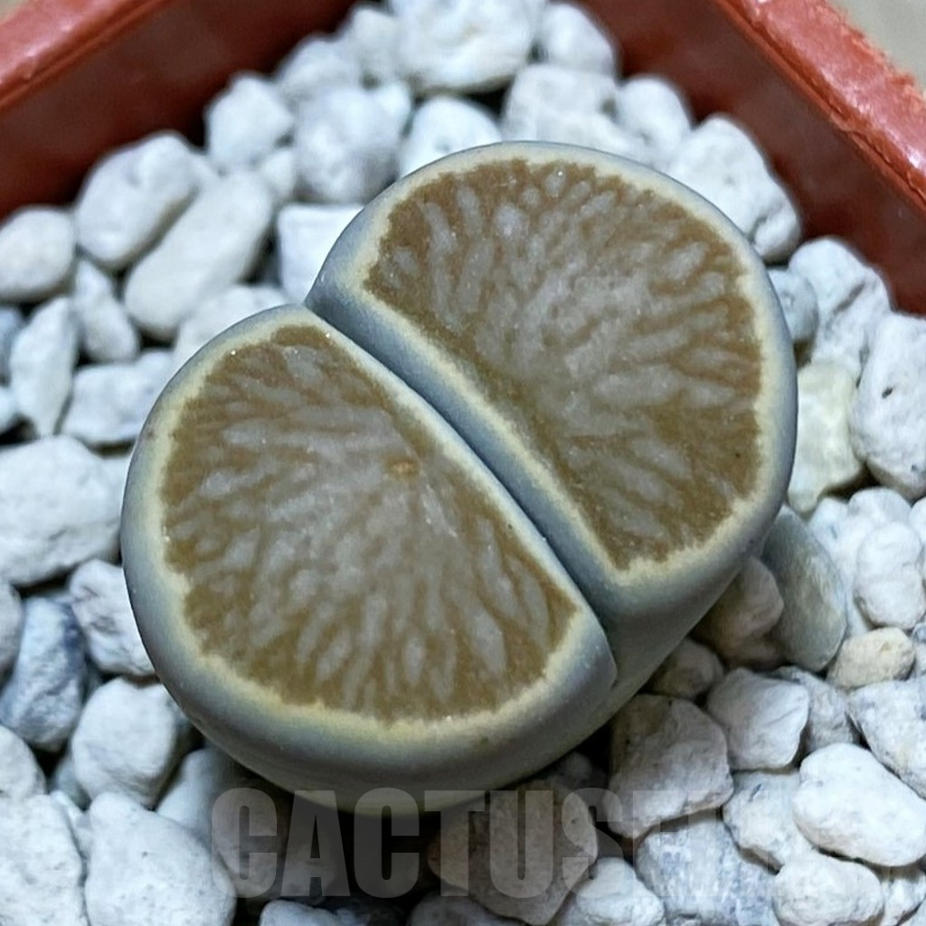 SH3818 Lithops julii ‘Kikushogiyoku’ hybrid