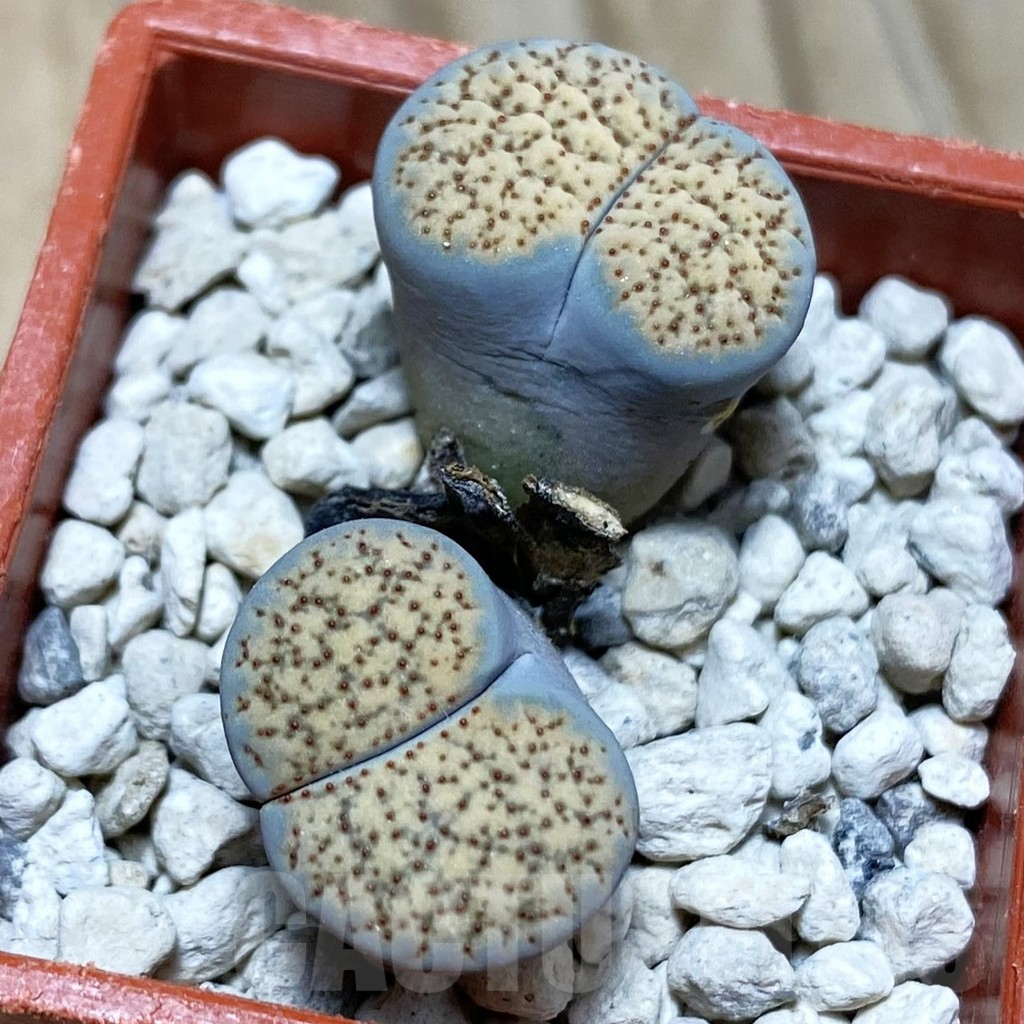 SH3819 Lithops verruculosa - Image 2
