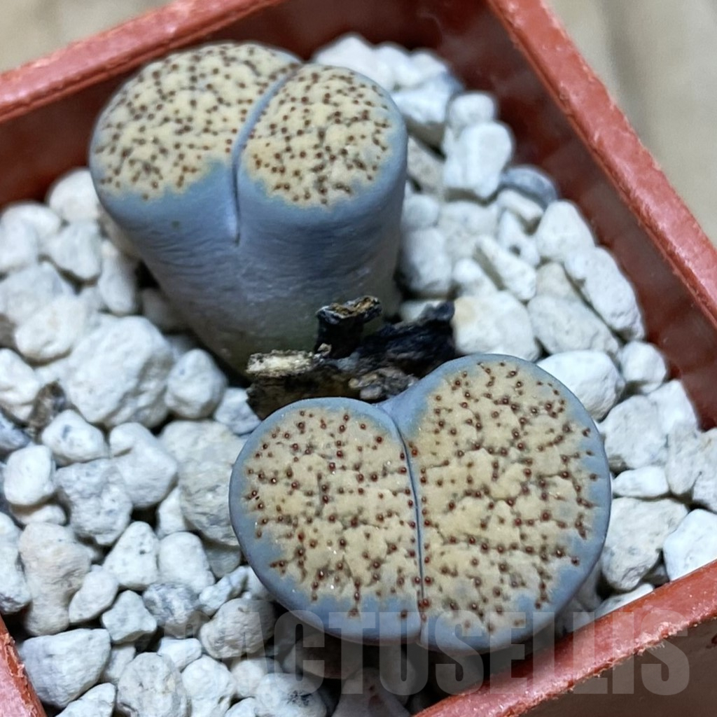 SH3819 Lithops verruculosa