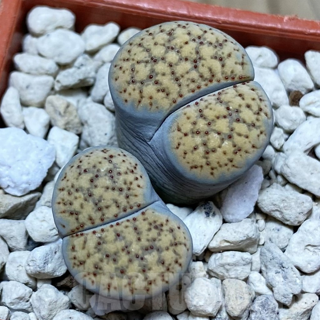 SH3822 Lithops verruculosa