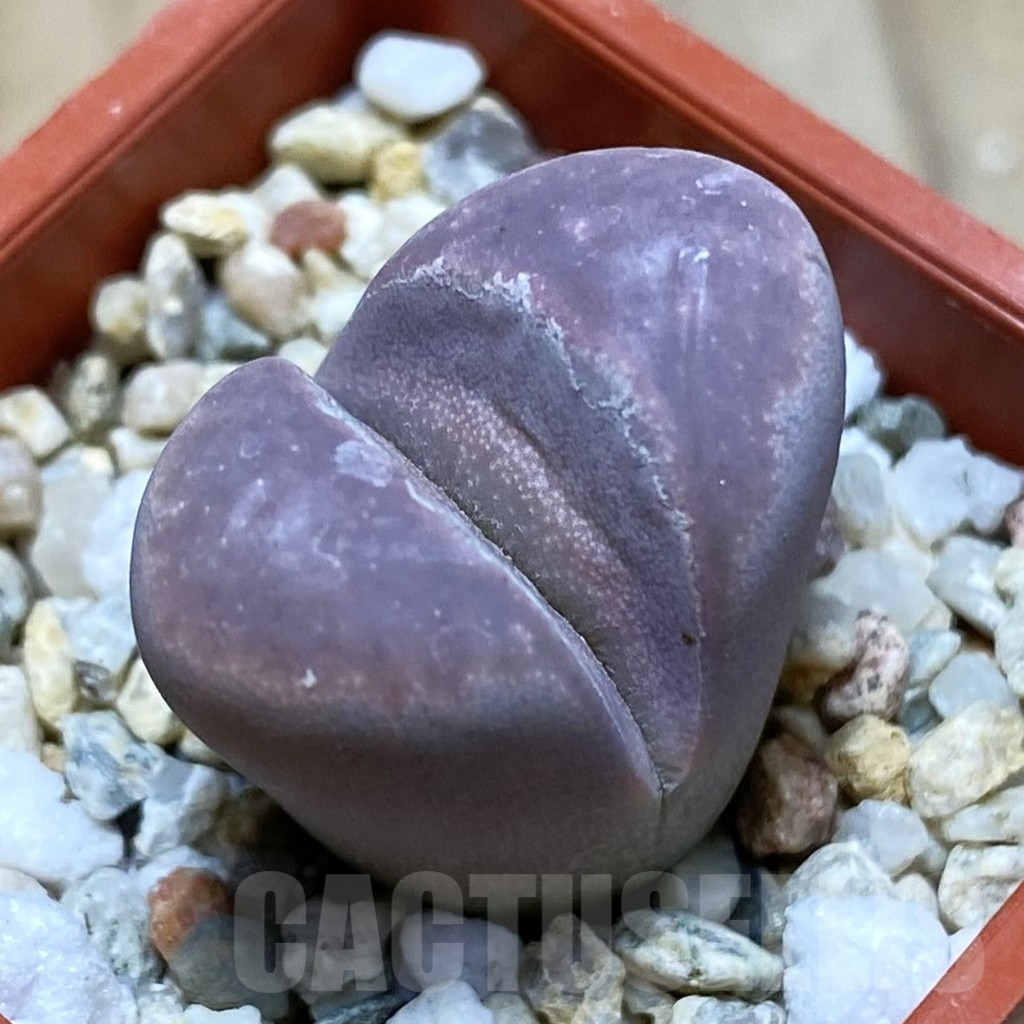SH3824 Lithops optica f. rubra