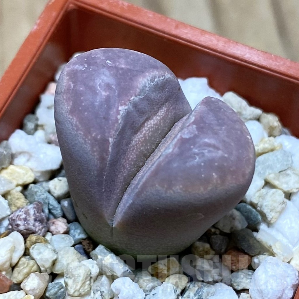 SH3824 Lithops optica f. rubra - Image 2