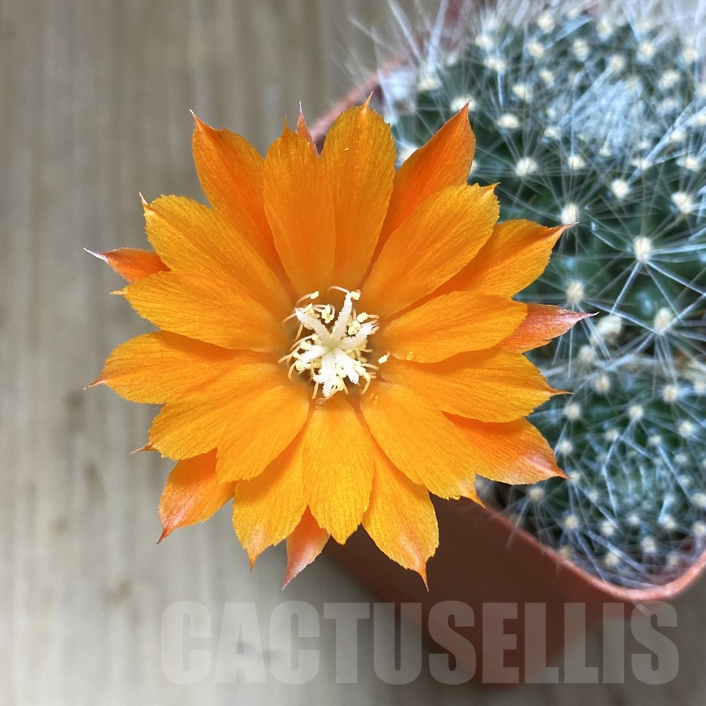 SH3917 Rebutia flavistyla - Image 2