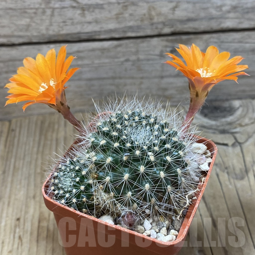 SH3917 Rebutia flavistyla