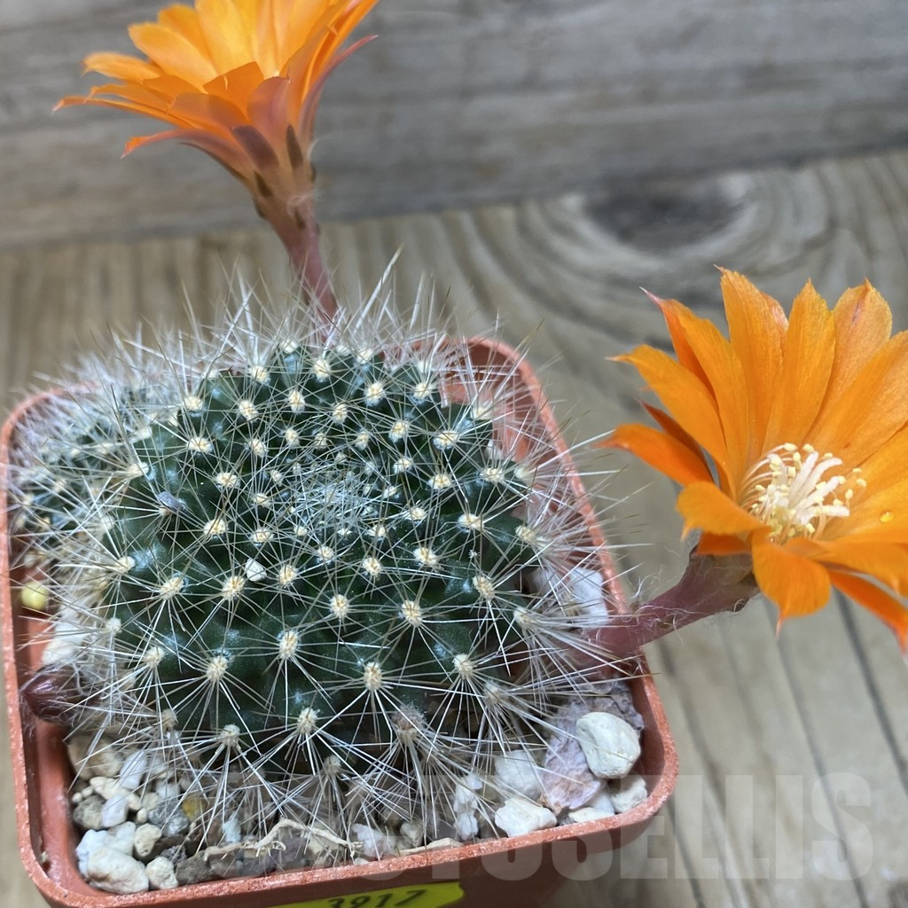 SH3917 Rebutia flavistyla - Image 3