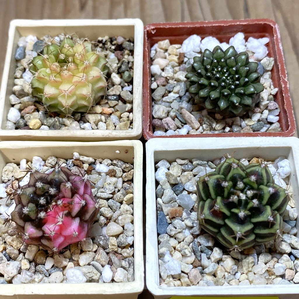 SET217 Gymnocalycium mihanovichii f. variegata, 4 plants, seedling