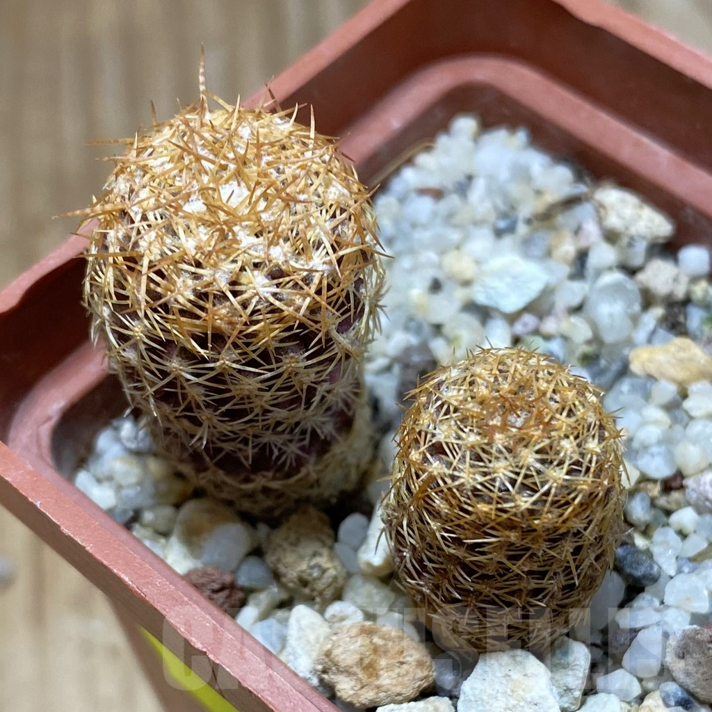 SH4070 Thelocephala aerocarpa AW 105, 2 plants