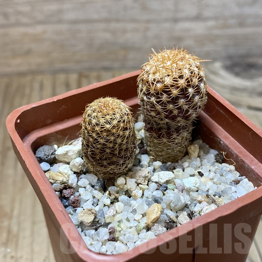 SH4070 Thelocephala aerocarpa AW 105, 2 plants - Image 2