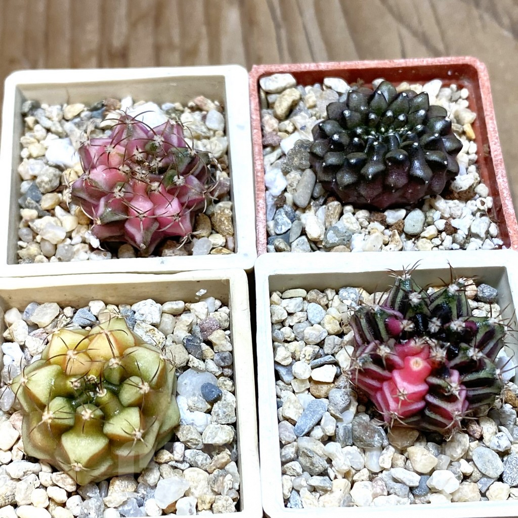 SET218 Gymnocalycium mihanovichii f. variegata, 4 plants, seedling