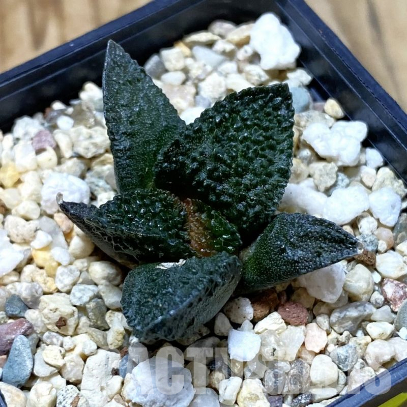 SH4074 Ariocarpus fissuratus ‘Godzilla’ hybrid, seedling
