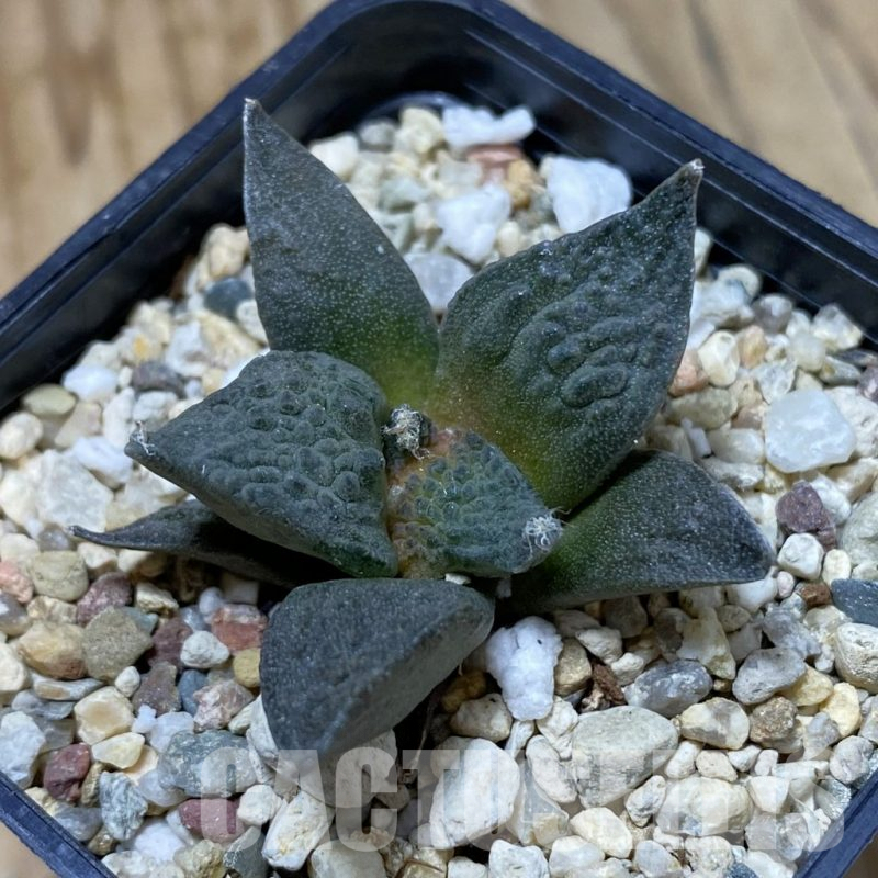 SH4075 Ariocarpus fissuratus ‘Godzilla’ hybrid, seedling