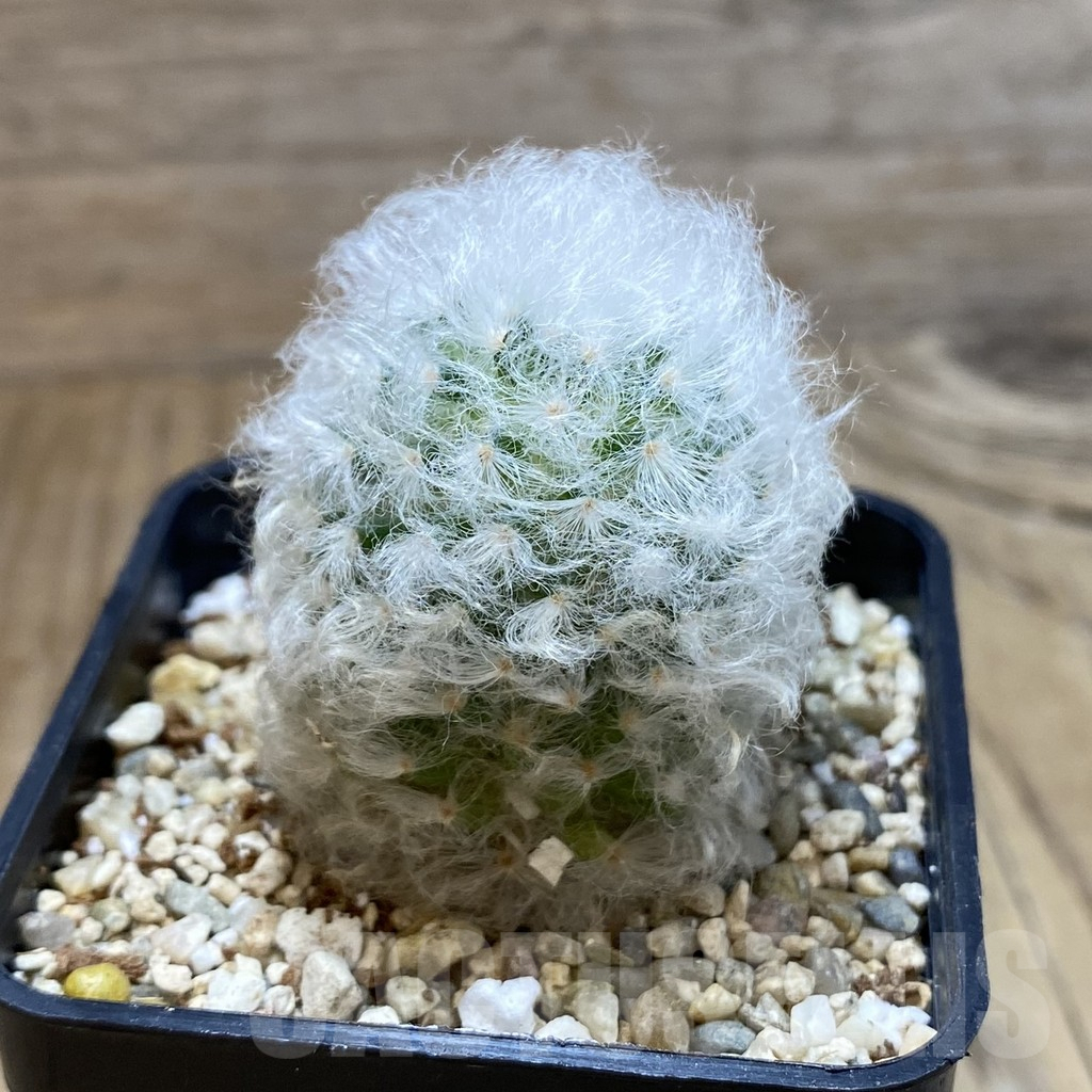 SH4039 Mammillaria bocasana v. multilanata, not spines - Imagen 2