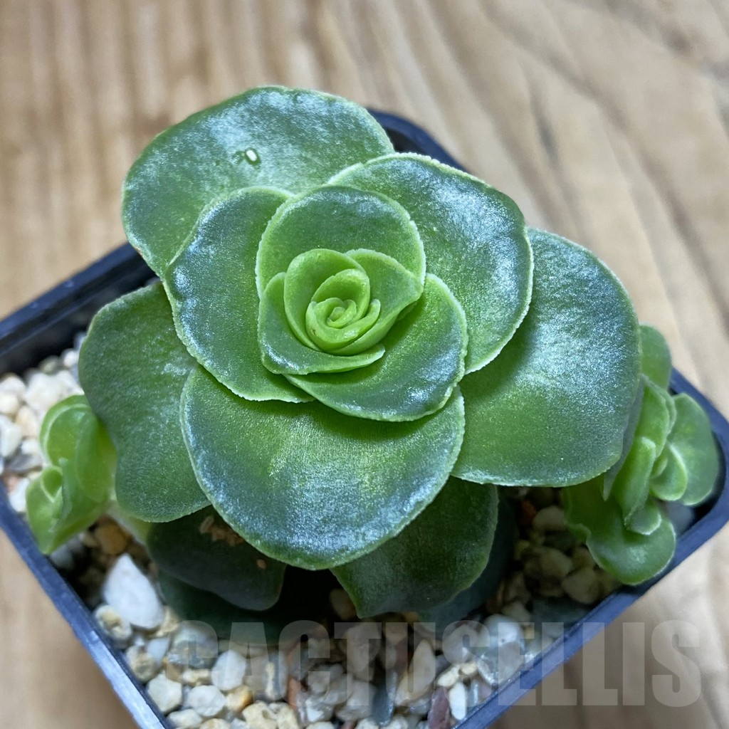 SH4092 Greenovia dodrantalis