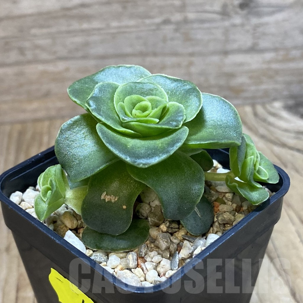 SH4092 Greenovia dodrantalis - Imagen 2