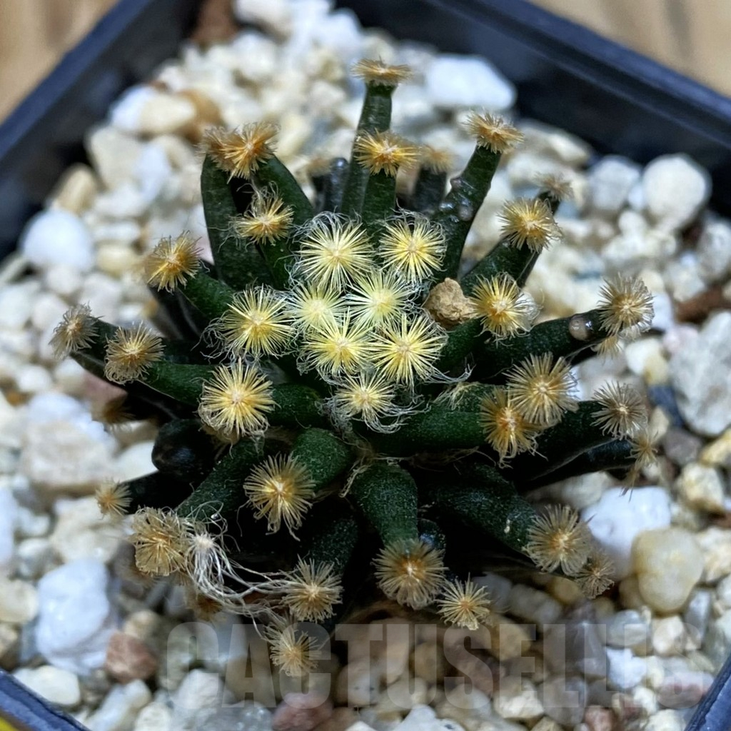 SH4040 Mammillaria schiedeana ‘Kuro Hada’, seedling