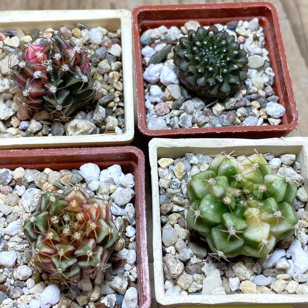 SET213 Gymnocalycium mihanovichii f. variegata, 4 plants, seedling