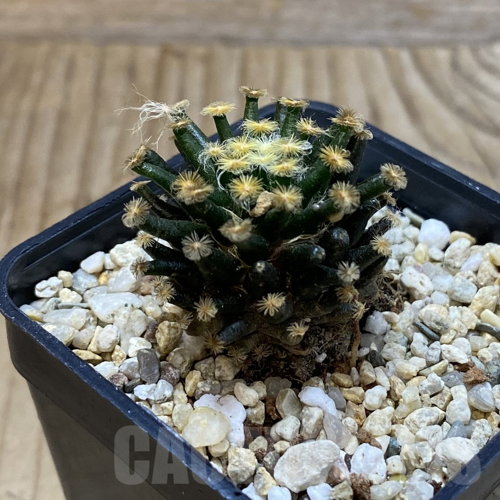 SH4040 Mammillaria schiedeana ‘Kuro Hada’, seedling - Image 2