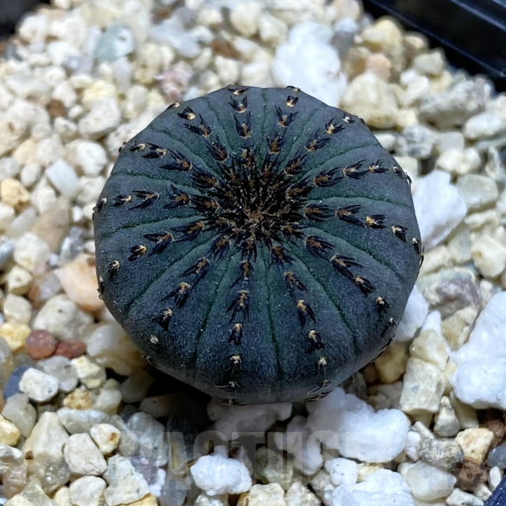 SH4041 Frailea asterioides