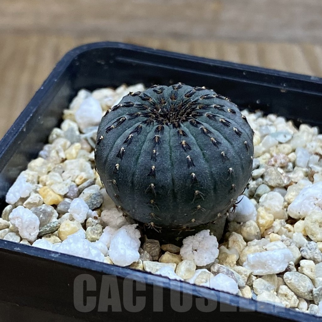 SH4041 Frailea asterioides - Image 2