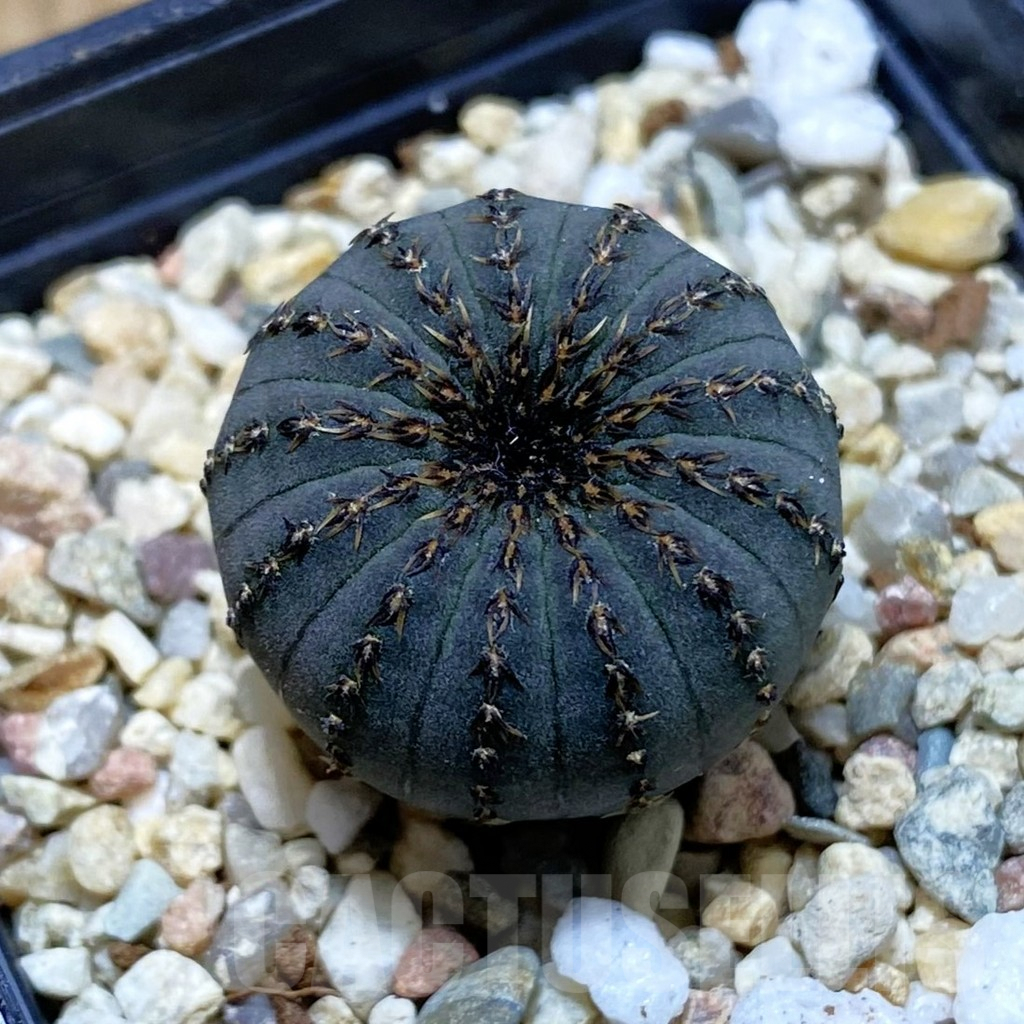 SH4042 Frailea asterioides