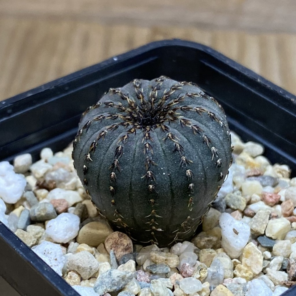 SH4042 Frailea asterioides - Image 2