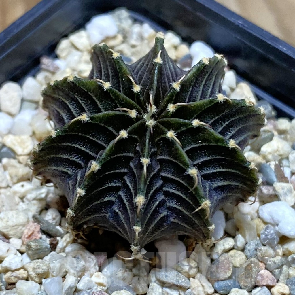 SH4044 Gymnocalycium friedrichii LB 2178
