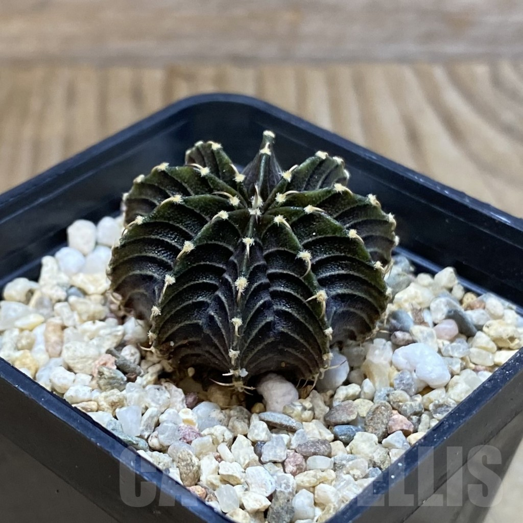 SH4044 Gymnocalycium friedrichii LB 2178 - immagine 2