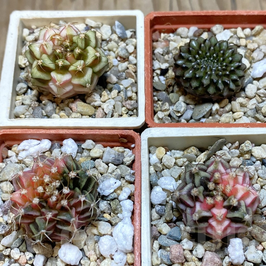 SET214 Gymnocalycium mihanovichii f. variegata, 4 plants, seedling