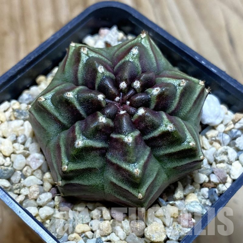 SH4053 Gymnocalycium mihanovichii ‘Nana’ x ‘Day Dream’, seedling
