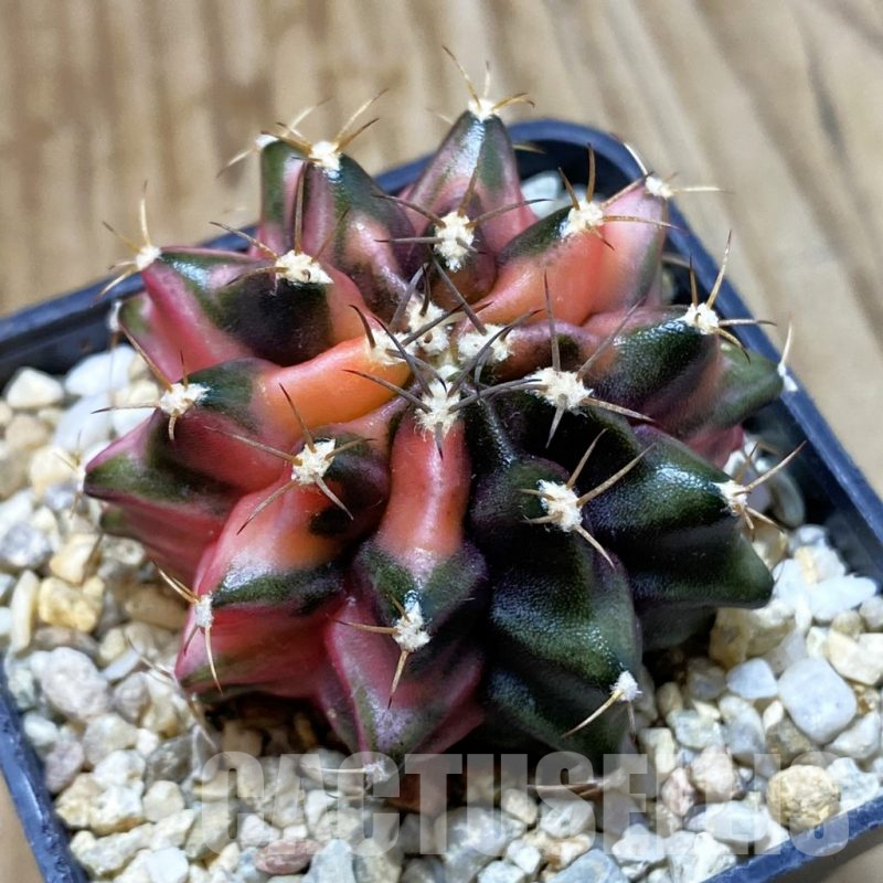 SH4058 Gymnocalycium mihanovichii f. variegata, seedling