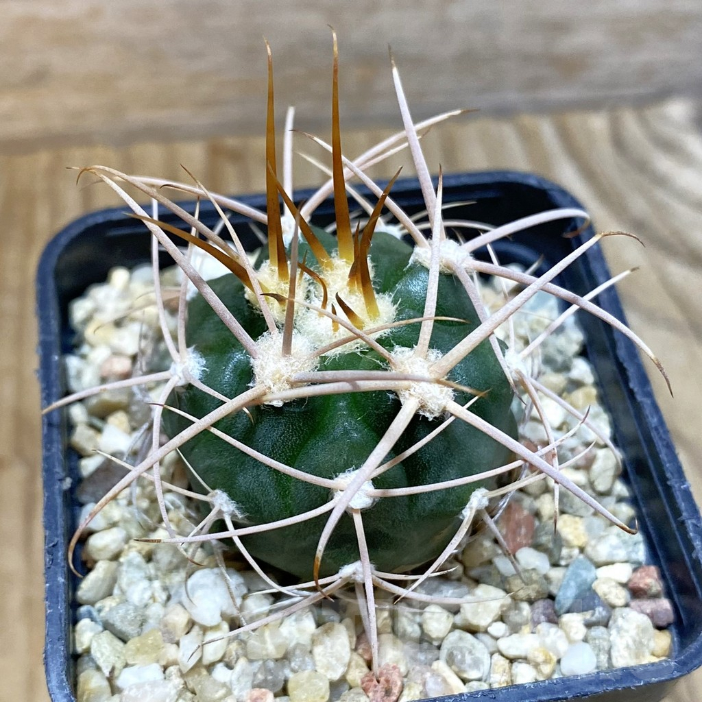 SH4060 Gymnocalycium mazanense v. polycephalum P 223