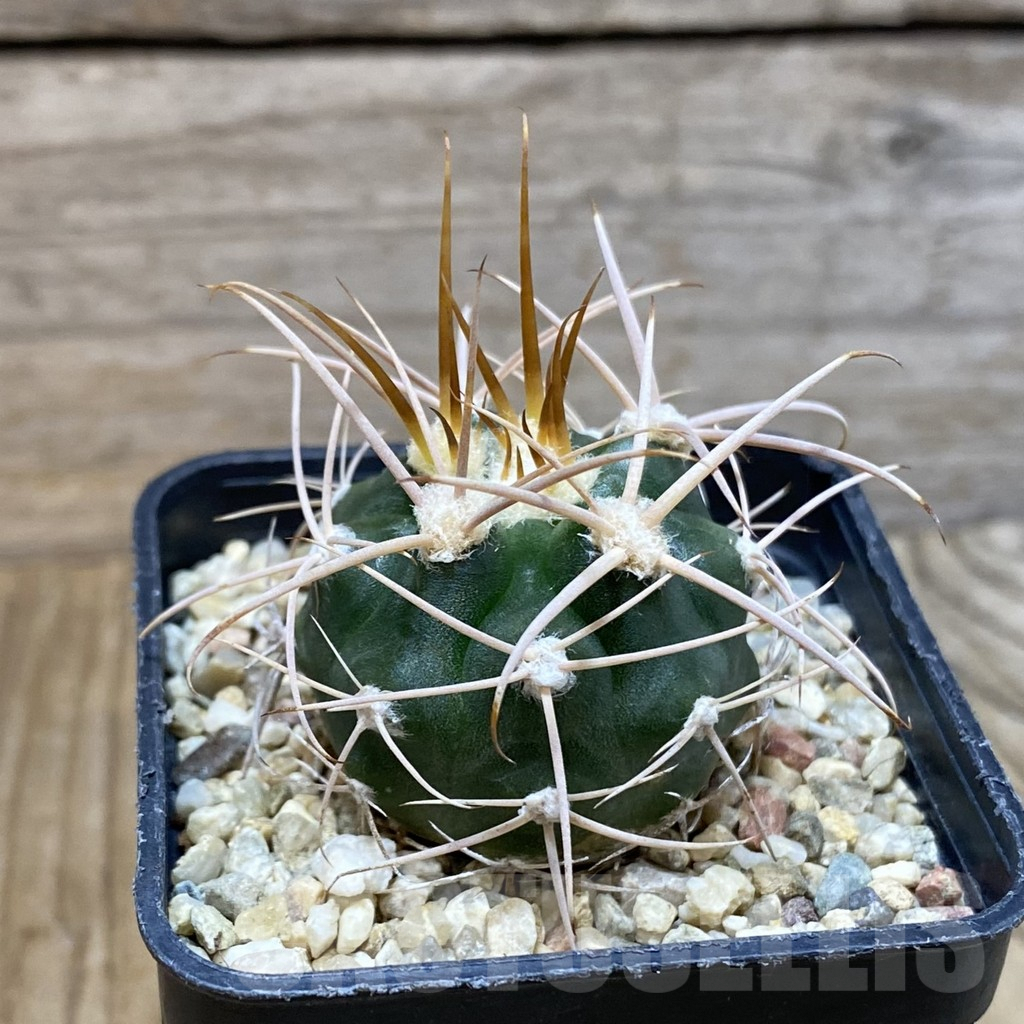 SH4060 Gymnocalycium mazanense v. polycephalum P 223 - Image 2