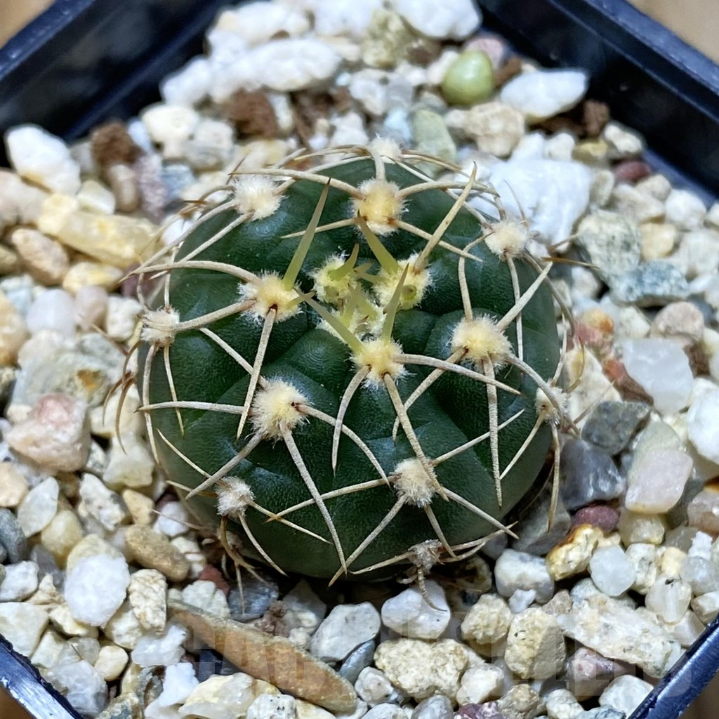 SH4061 Gymnocalycium uruguayense v. roseiflorum VG 454