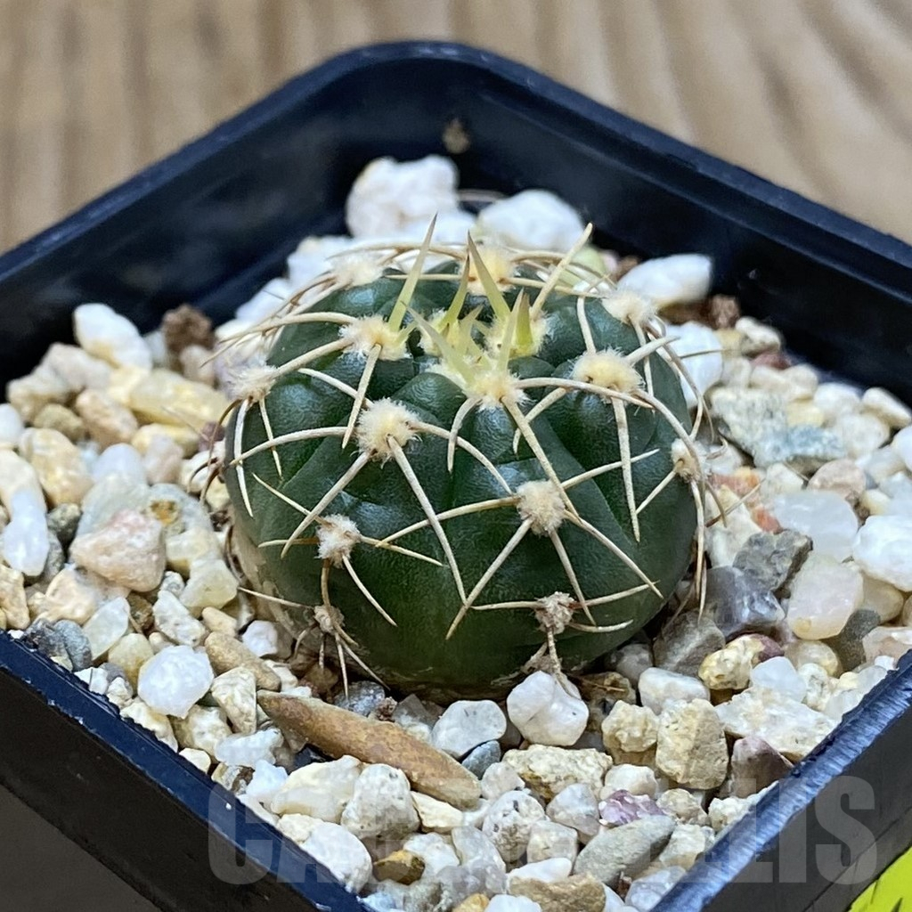 SH4061 Gymnocalycium uruguayense v. roseiflorum VG 454 - Image 2