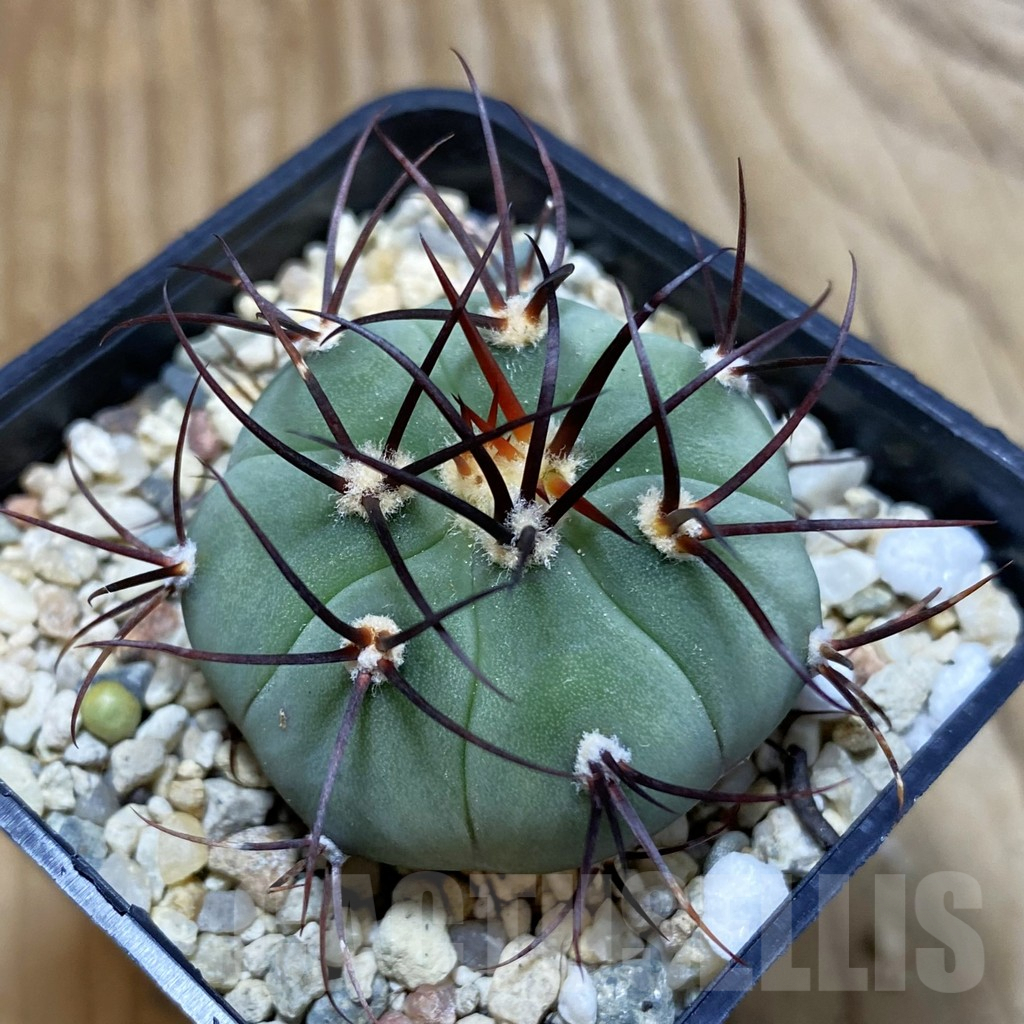 SH4064 Gymnocalycium cabreraense VOS 2122