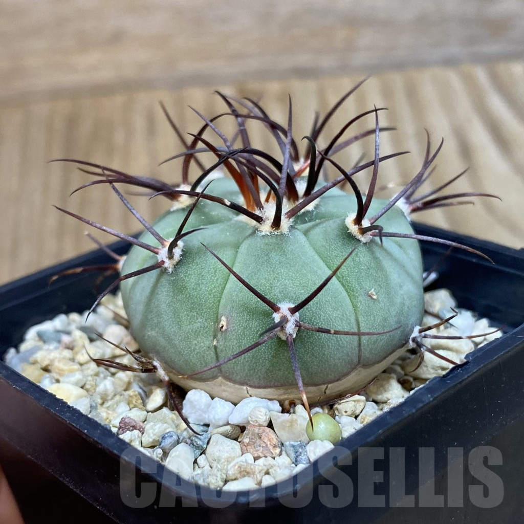 SH4064 Gymnocalycium cabreraense VOS 2122 - Image 2