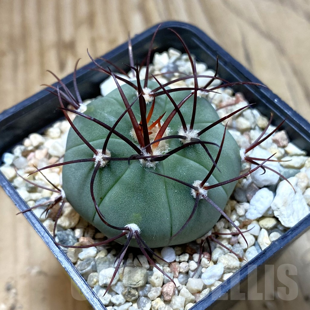 SH4065 Gymnocalycium cabreraense VOS 2122
