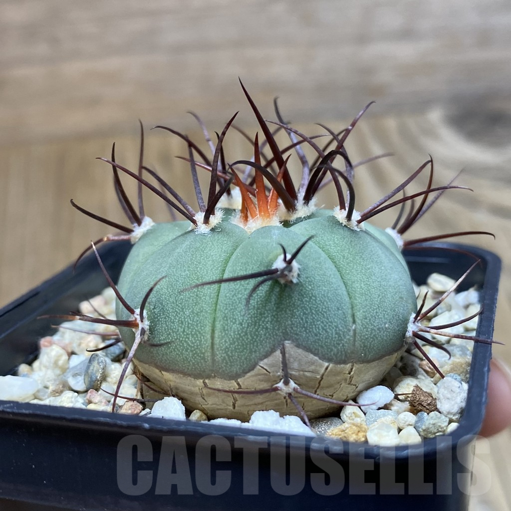 SH4065 Gymnocalycium cabreraense VOS 2122 - Image 2