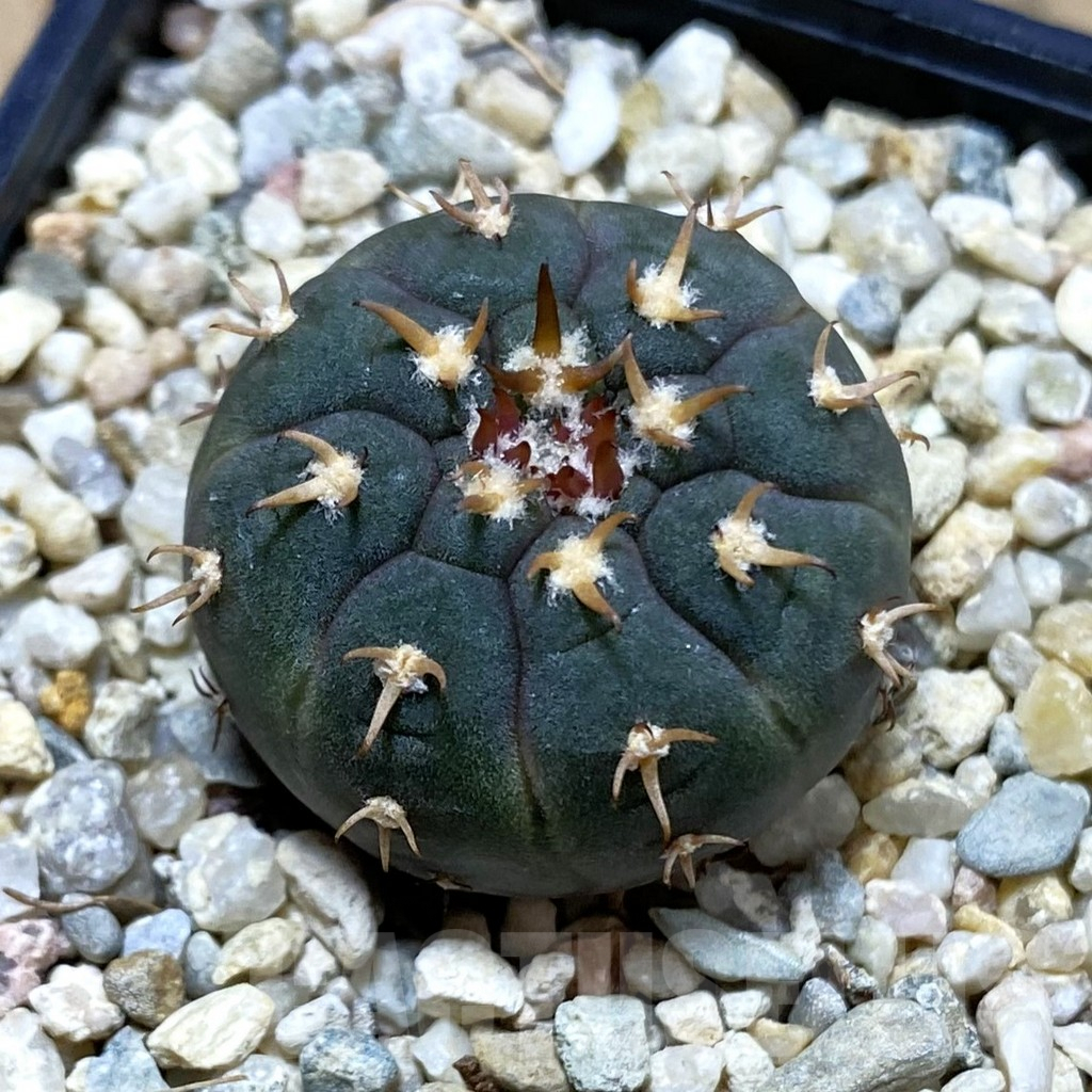 SH4066 Gymnocalycium spegazzinii v. unguispinum SL 443