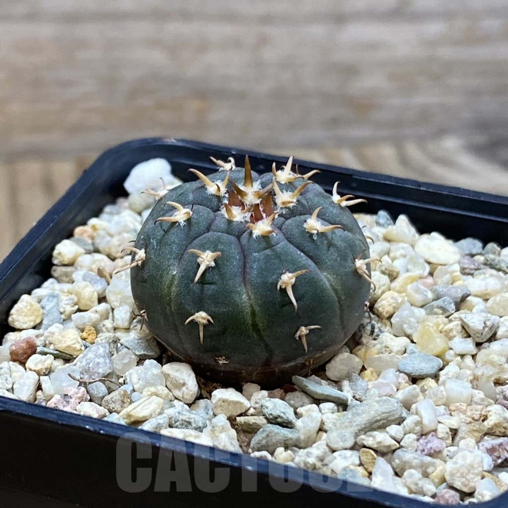 SH4066 Gymnocalycium spegazzinii v. unguispinum SL 443 - Obrázek 2