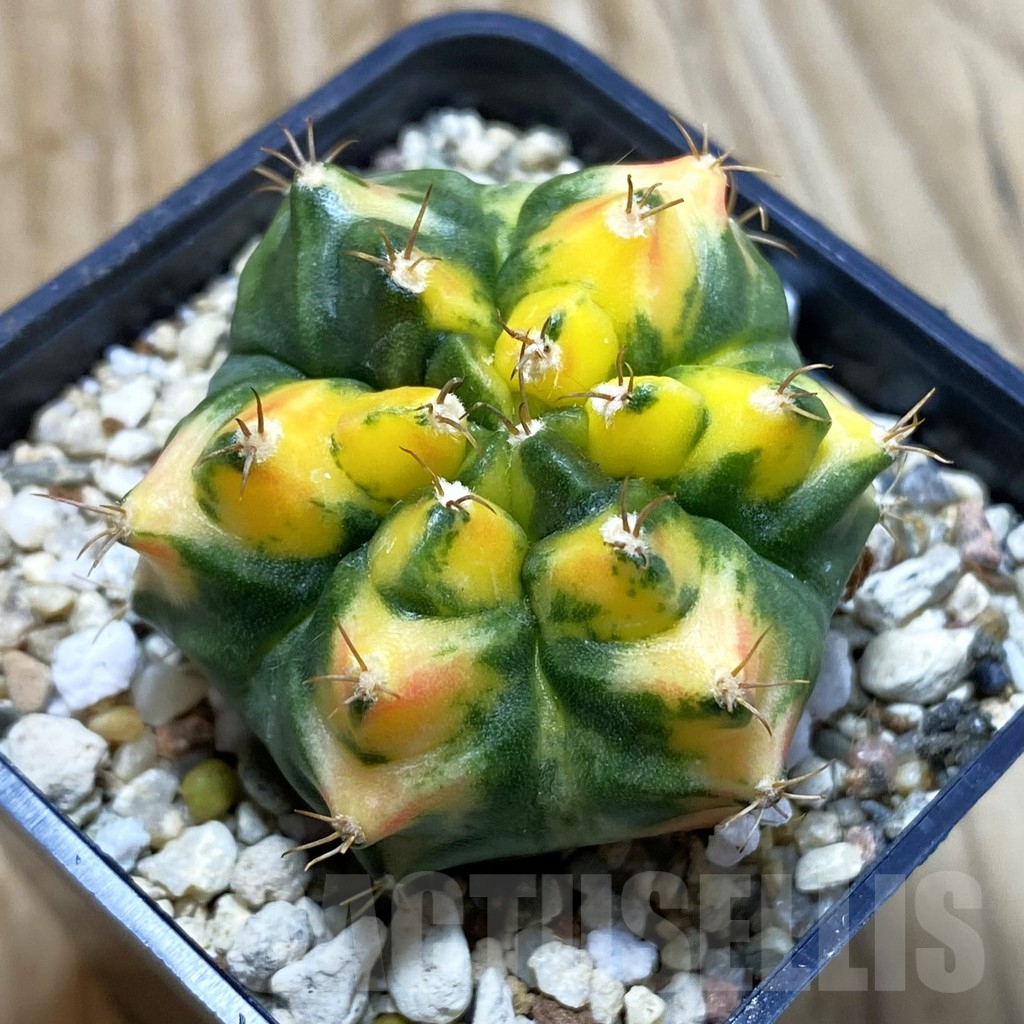 SH4128 Gymnocalycium mihanovichii '31115', seedling