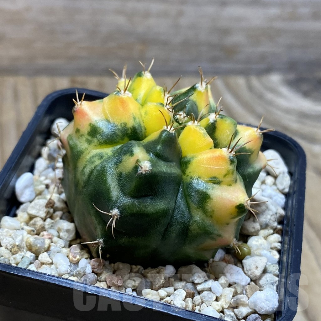 SH4128 Gymnocalycium mihanovichii '31115', seedling - Image 2