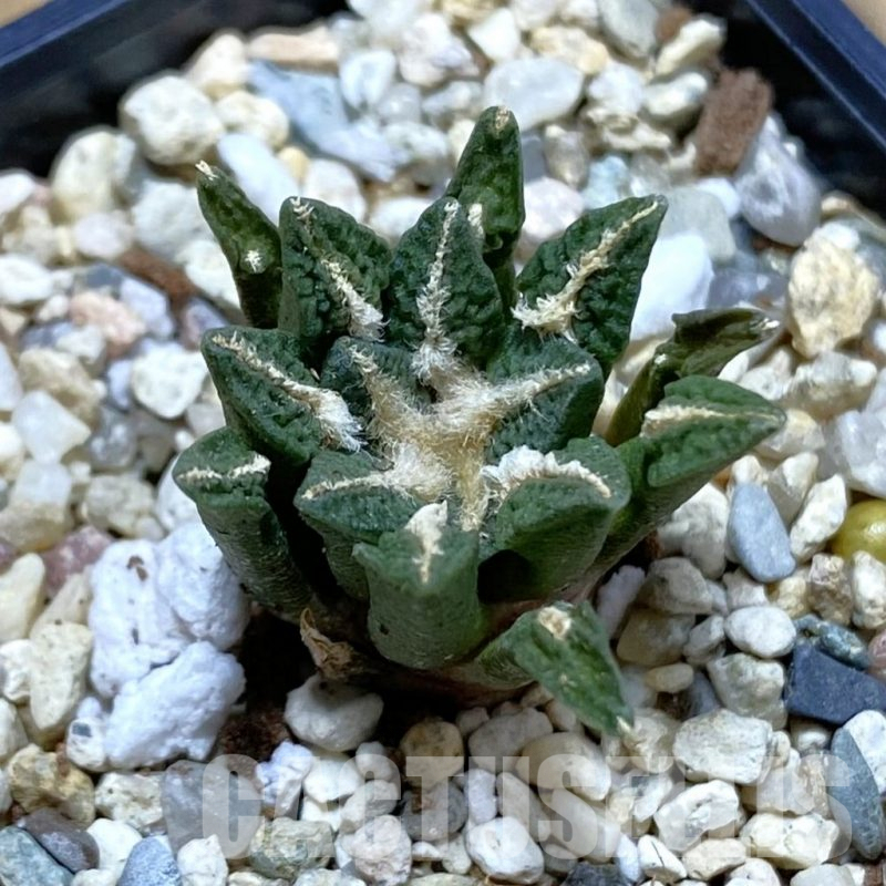 SH4098 Ariocarpus kotschoubeyanus hybrid, seedling, own roots