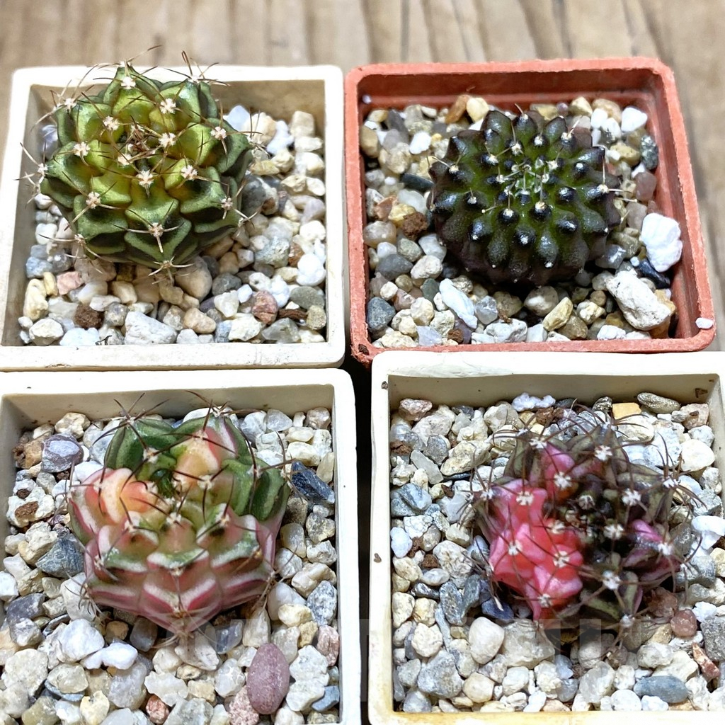 SET221 Gymnocalycium mihanovichii f. variegata, 4 plants, seedling