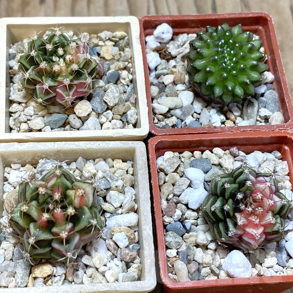 SET222 Gymnocalycium mihanovichii f. variegata, 4 plants, seedling