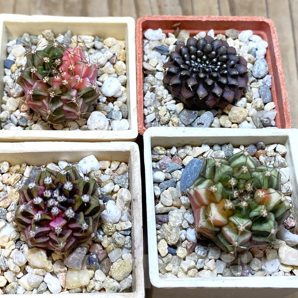 SET224 Gymnocalycium mihanovichii f. variegata, 4 plants, seedling