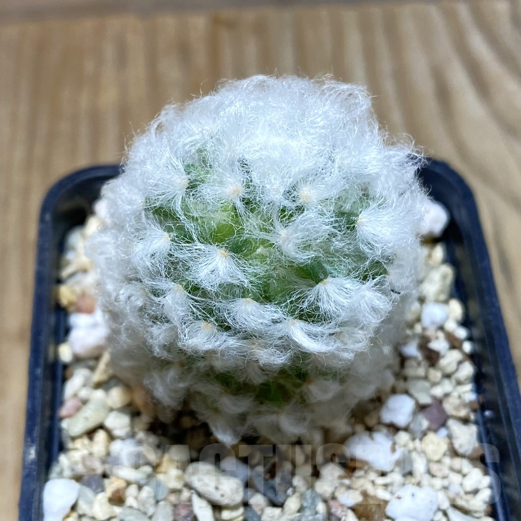 SH4100 Mammillaria bocasana v. multilanata, not spines