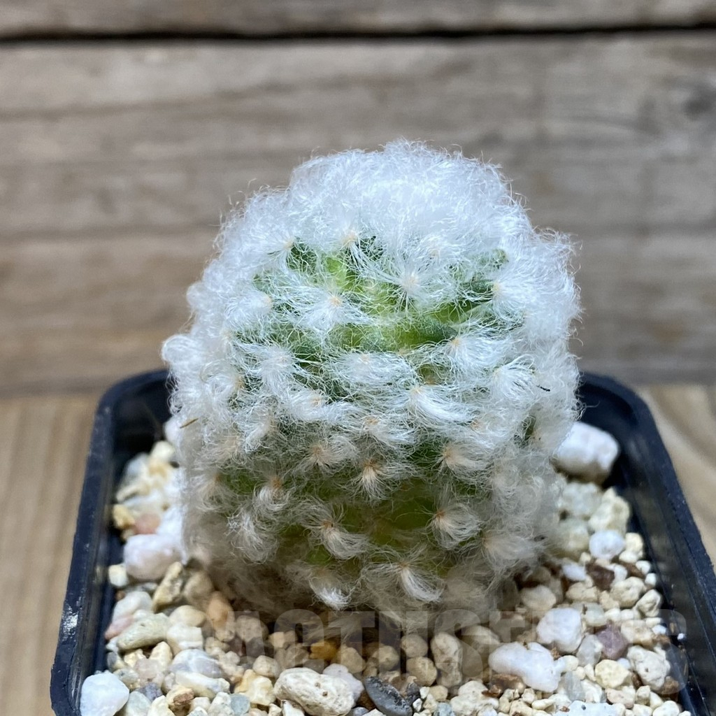 SH4100 Mammillaria bocasana v. multilanata, not spines - Imagen 2