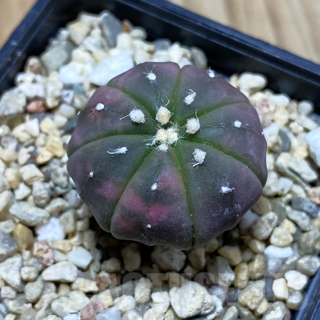 SH4102 Astrophytum asterias ‘Purple Skin Red’ f. variegata