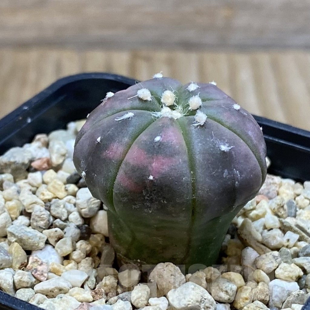 SH4102 Astrophytum asterias ‘Purple Skin Red’ f. variegata - Image 2